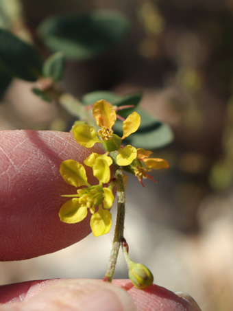 Galphimia angustifolia flowers