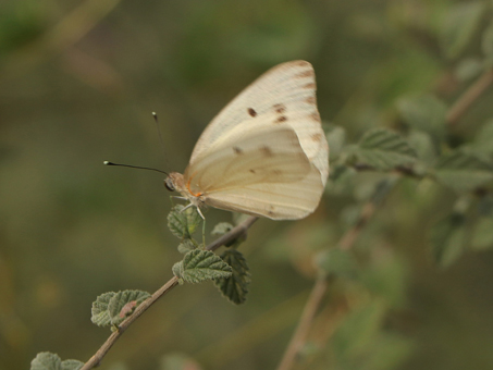 Howarth's White butterfly