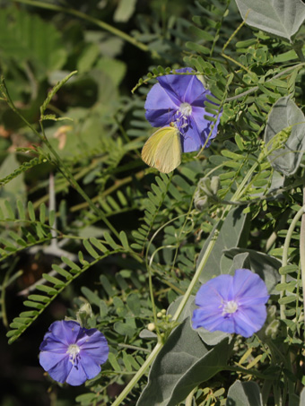 Eastwood Clustervine flowers