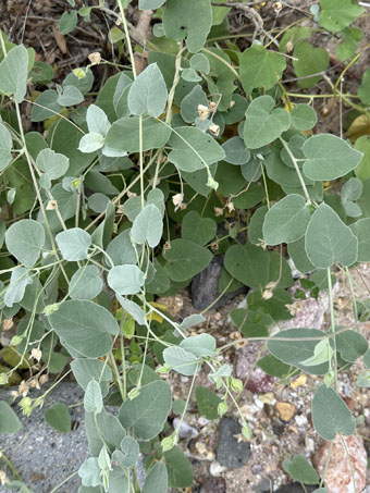 Eastwood Clustervine leaves