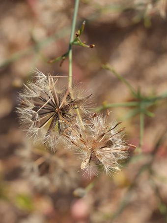 Slender Poreleaf fruit