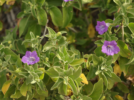 Baja California Wild Petunia in bloom