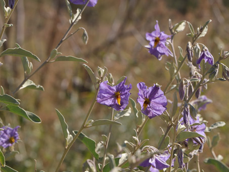 Baja California Nightshade flowers
