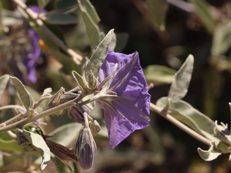 Baja California Nightshade flower