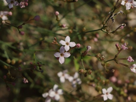 Baja California Star-violet