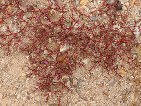 Trianthema portulacastrum plant
