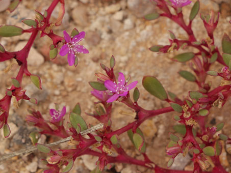 Trianthema portulacastrum flowers