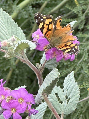 West Coast Lady butterfly on teabush