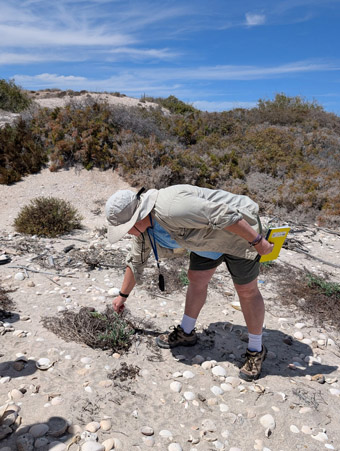 looking at dune plants