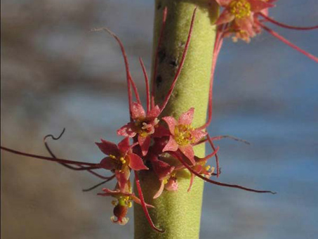 Mixed desert scrub at Punta Chivato