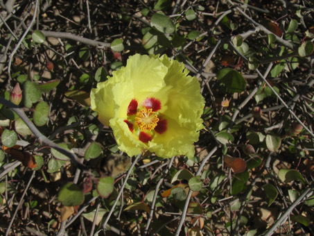 Mixed desert scrub at Punta Chivato