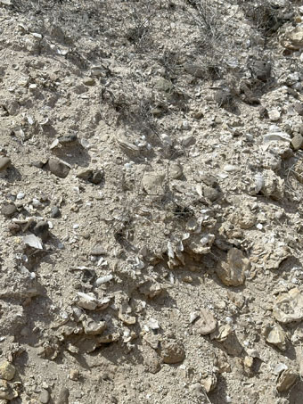 Copyright © 2025 D. Valov Ancient oysterbed