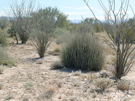 Mixed desert scrub at Punta Chivato