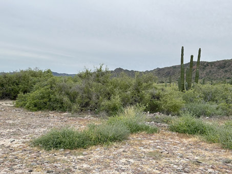 dense dune scrub