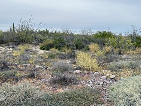 dense dune scrub