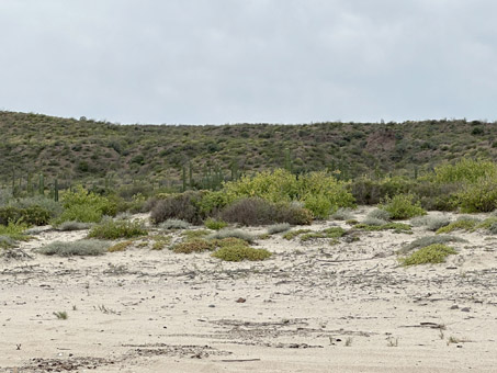 beach and dunes from shore