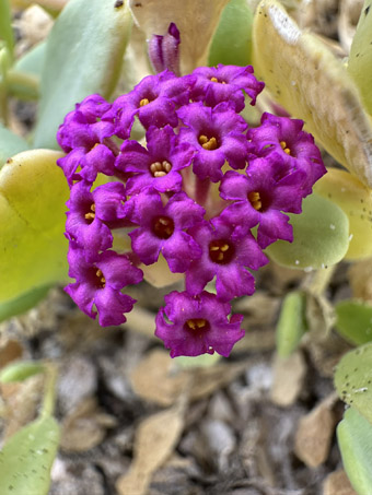 Red Sand Verbena inflorescence
