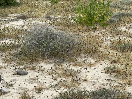 Giant Sandbur plants