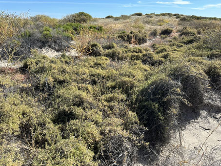 Salt Grass or Shoregrass