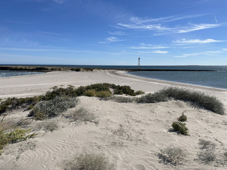 foredunes