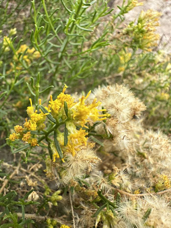 Sonoran Goldenbush