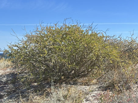 Limberbush