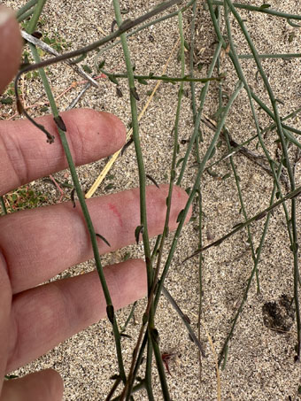  Krameria plant