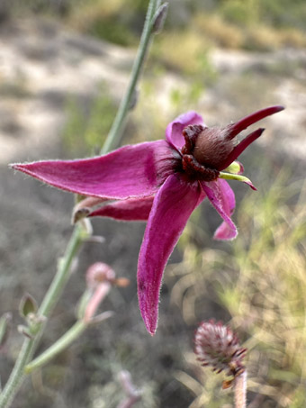 Krameria flower