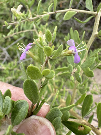 Desert thorn flowers