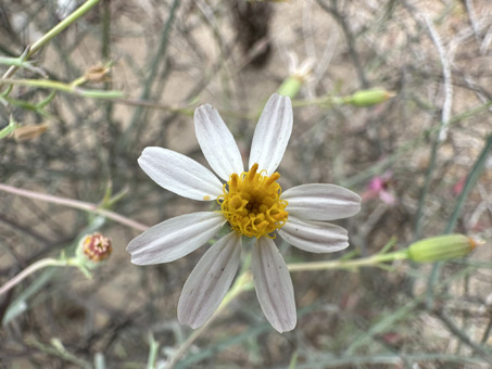 Baja California Nicolletia flowerhead