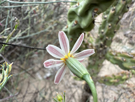Baja California Nicolletia flowerhead