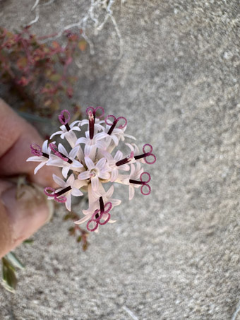 Palafoxia flowers