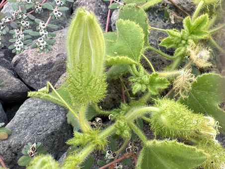 Palmer Passion flower 