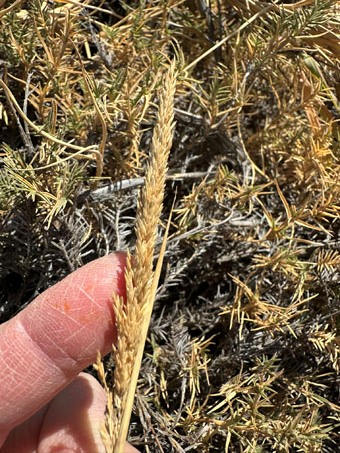 Beach Dropseed